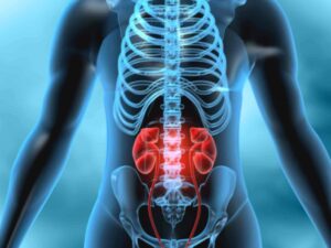 illustration of human body with focus on the kidneys