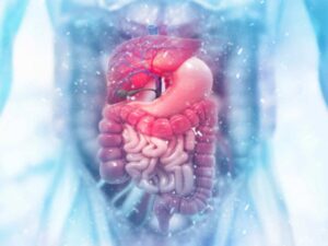 illustration of a human torso with focus on internal organs and intestines